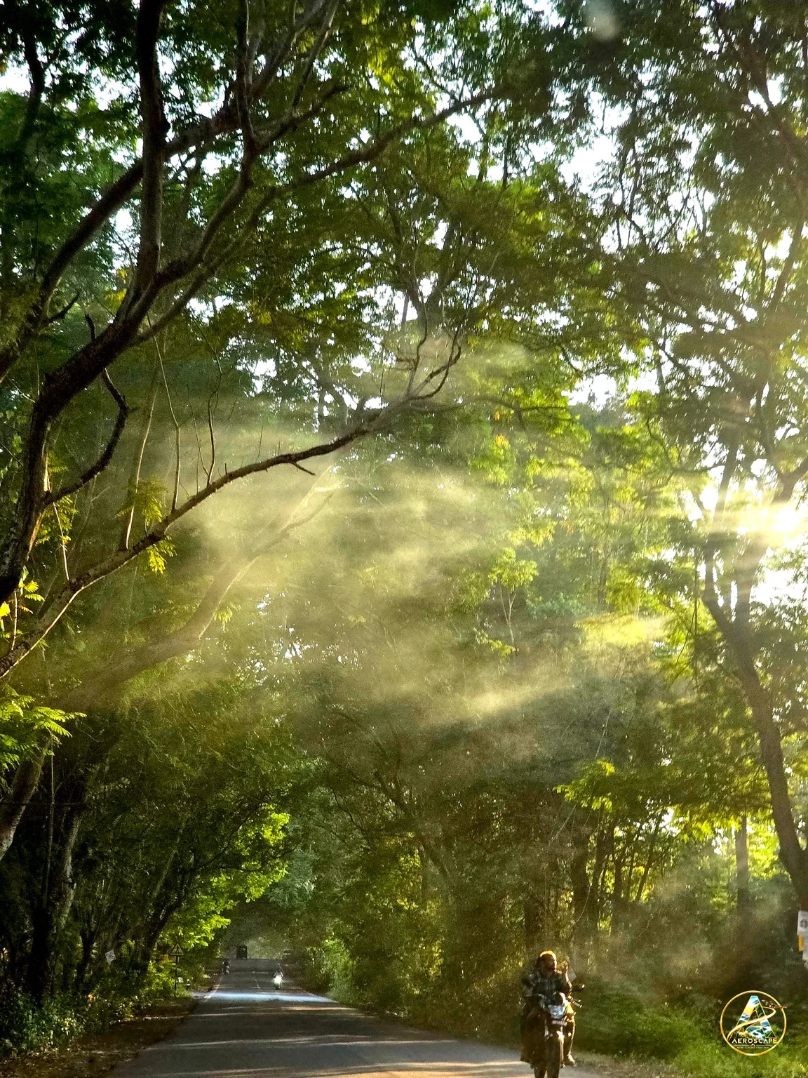 Sunbeams through trees above a quiet road